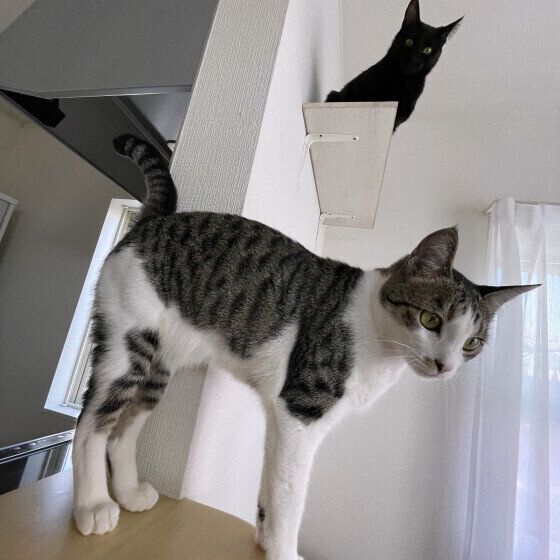 室内をウロウロするサバトラ猫