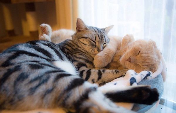 眠るアメリカンショートヘアとスコティッシュフォールド