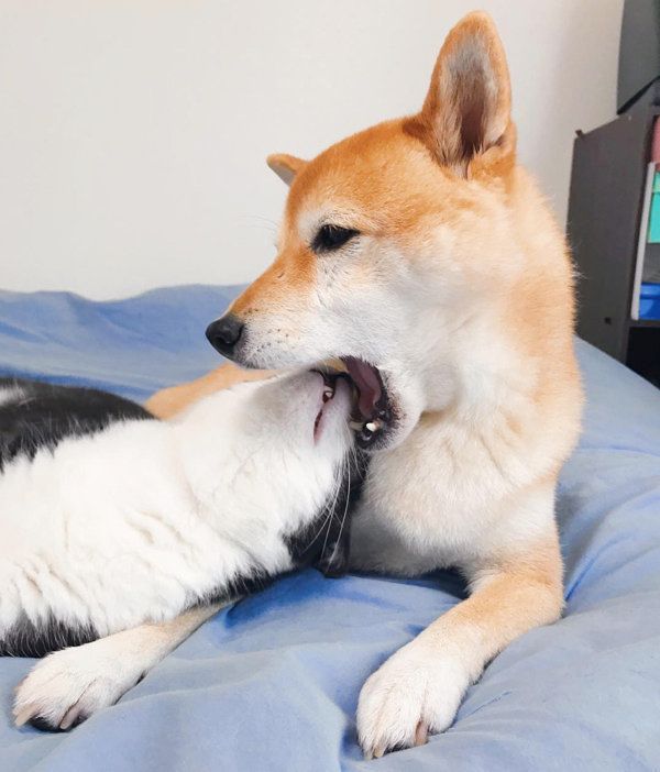 はちわれ猫のからしちゃんと柴犬のうららちゃん