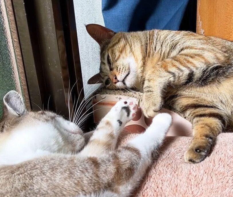 ひなたぼっこ中のリタちゃん＆リノちゃん