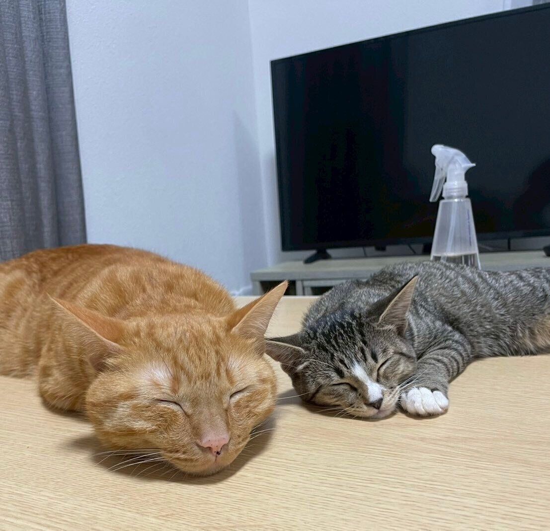 （写真左から）先住猫・むぎくん、きびちゃん