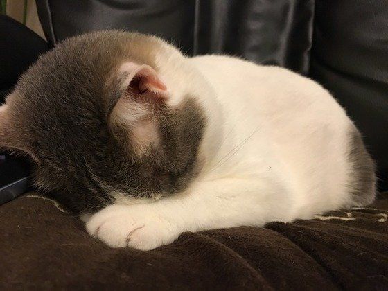 ごめん寝する猫