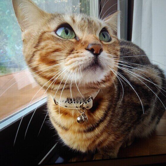 見上げるベンガル