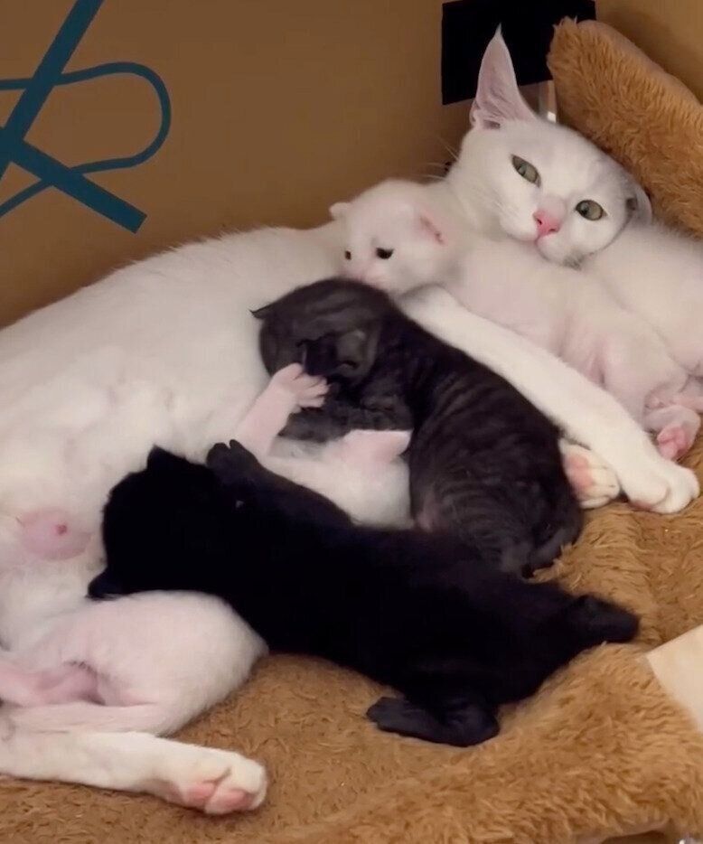 子猫の世話をするすずちゃん。