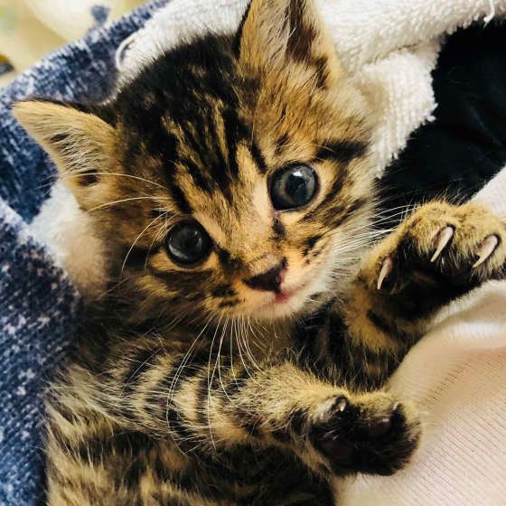 キジトラの子猫