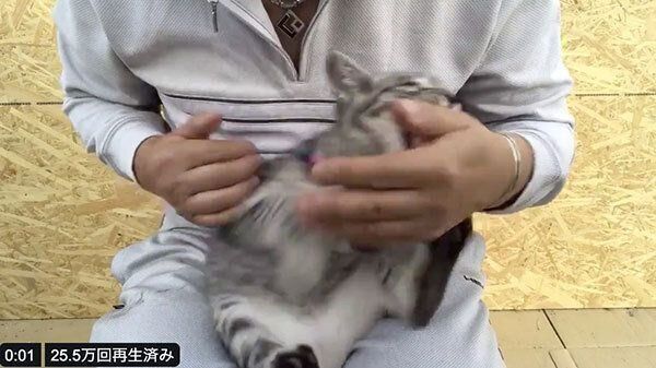 飼い主さんの手をカプッとするコタローくん
