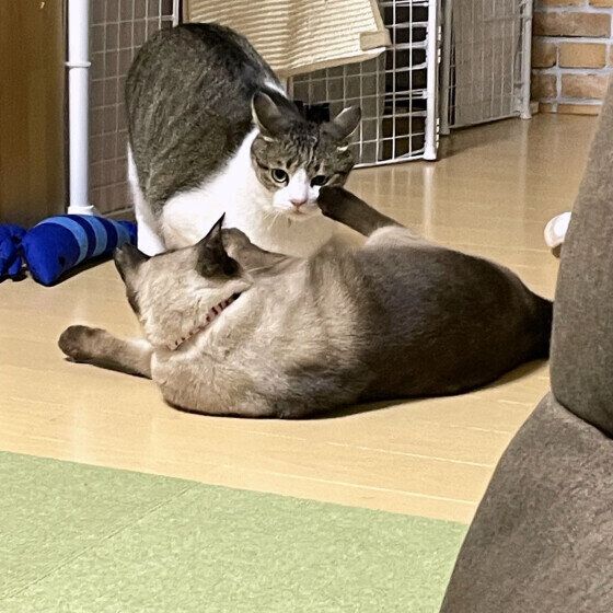 取っ組み合いをする茶白猫