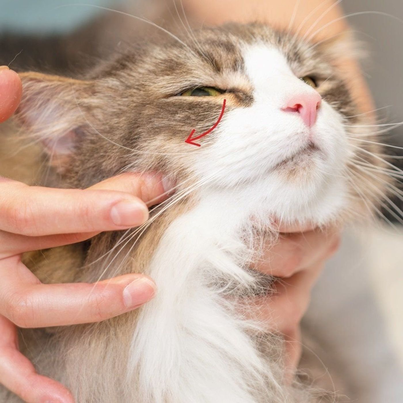 猫の疲れを癒すおススメ 顔周りのツボ押しマッサージ ねこのきもちweb Magazine 猫の疲れを癒すおススメ 顔周りのツボ押しマッサージ ねこのきもちweb Magazine