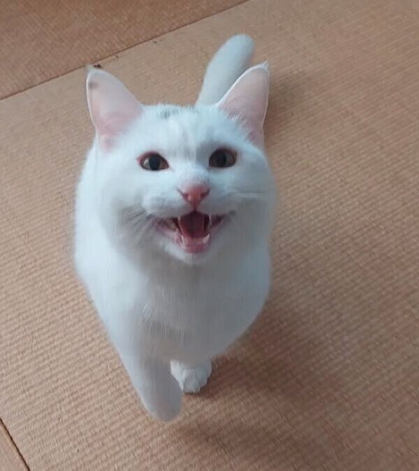 一生懸命喋るだいふくくん