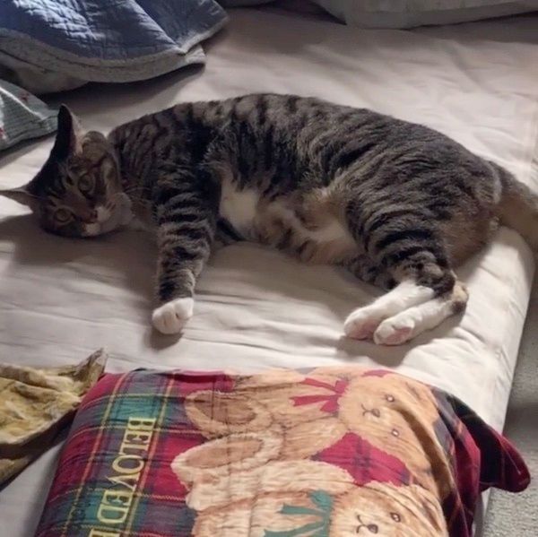 ベッドの上でまったりする猫