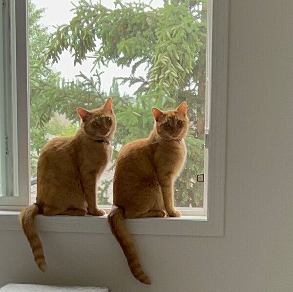 窓際でもシンクロするトラくんとコテツくん