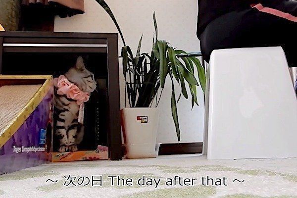置いていかれて見張る猫
