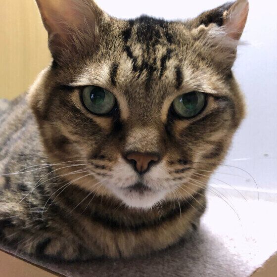 キジトラのペロちゃん