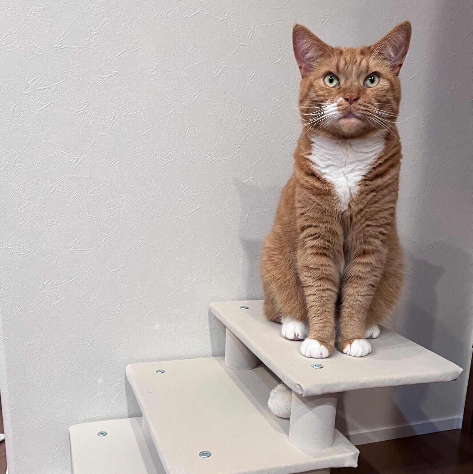 キャットタワーの上でポーズをきめるめんまくん