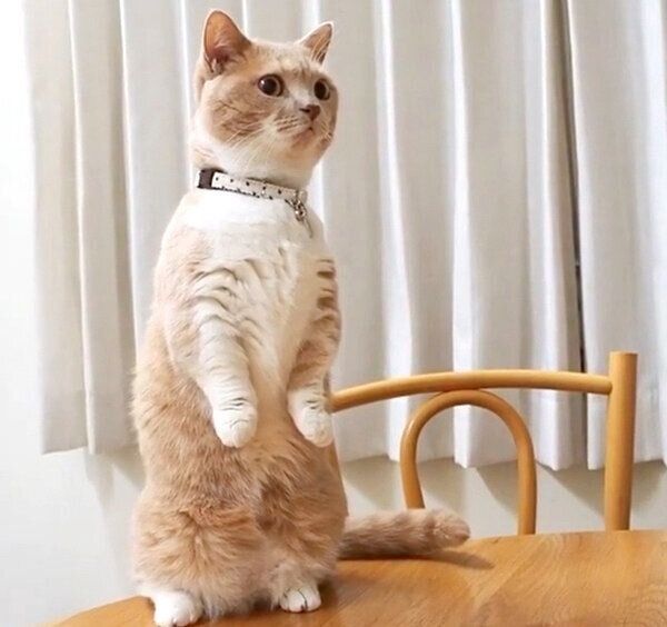 マンチカン立ちをするネネちゃん