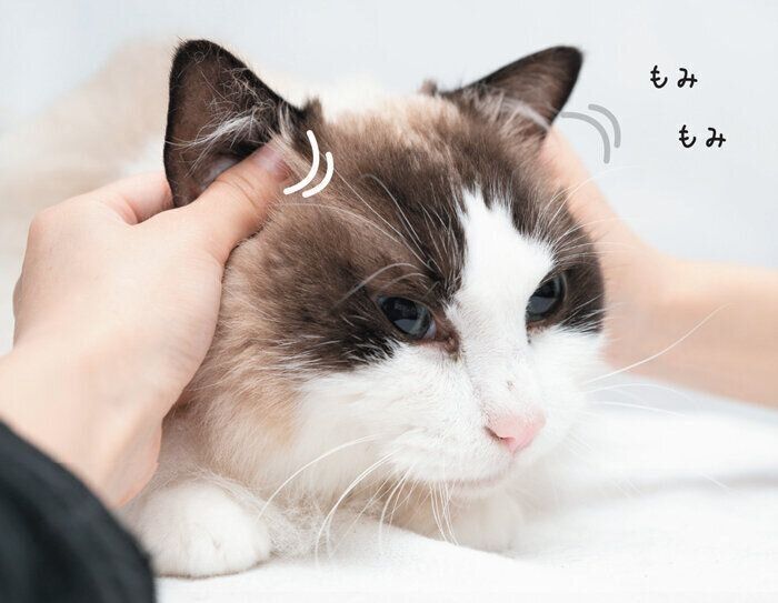 耳をマッサージされる猫