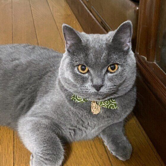 ブリティッシュショートヘアの桃助くん♪