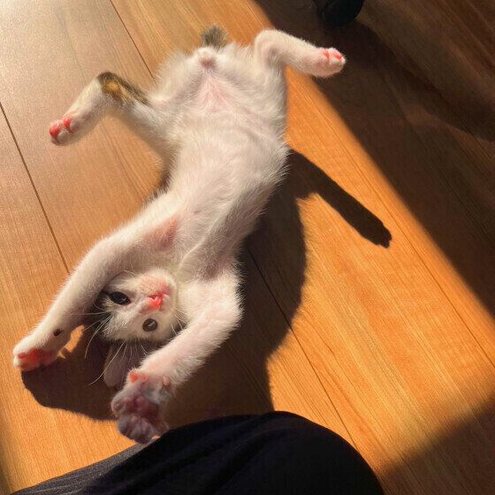 MIX黒×白のソラくん