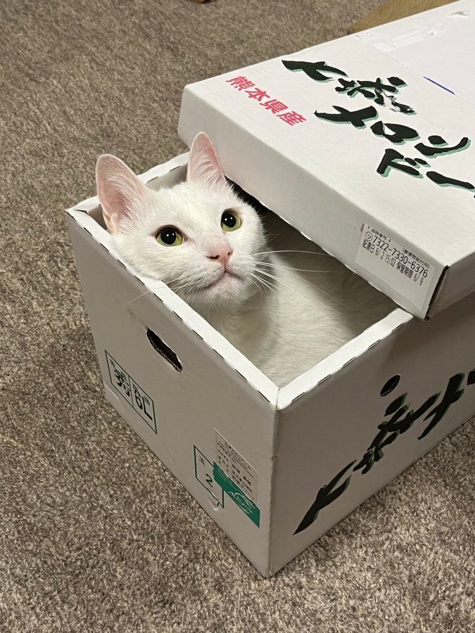 箱の中から顔を出す猫