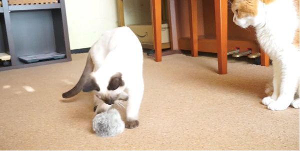 ボールで遊ぶ猫