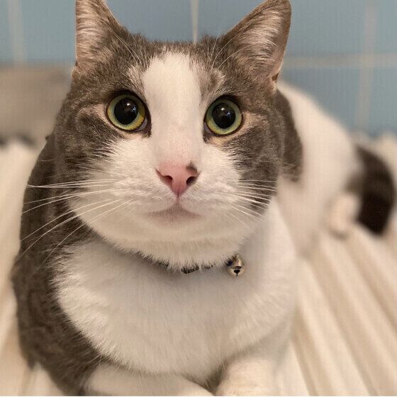 サバトラの龍我ちゃん