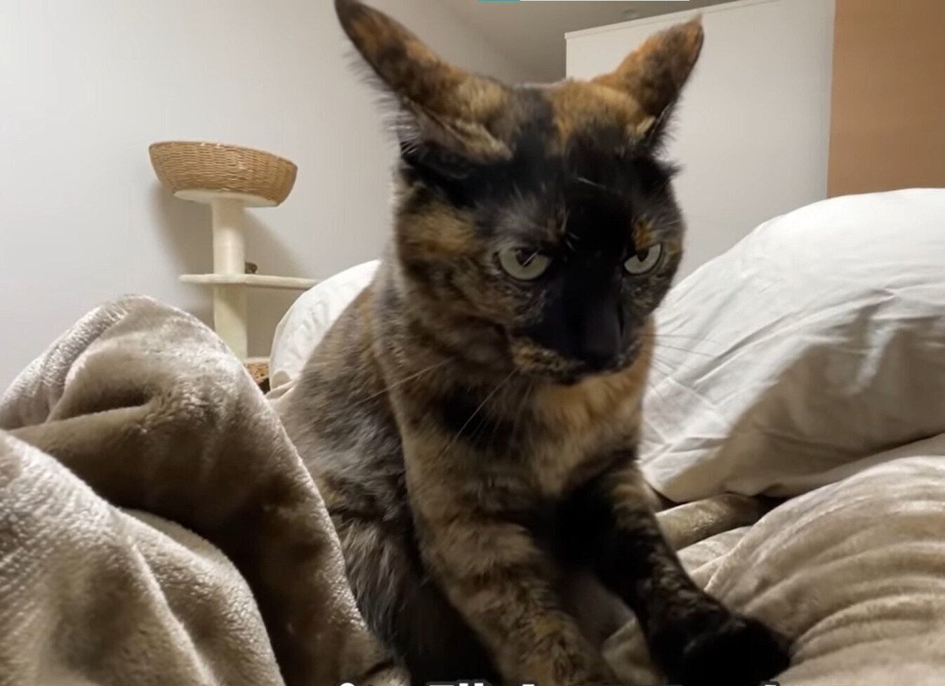 猫　モモちゃん