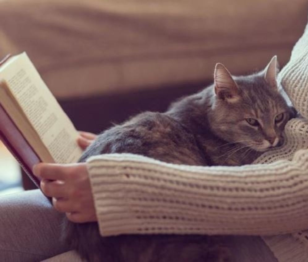 ウチの子だけ 猫が家族の手や足を舐めるホントの理由 ねこのきもちweb Magazine ウチの子だけ 猫が家族の手や足を舐めるホントの理由 ねこのきもちweb Magazine