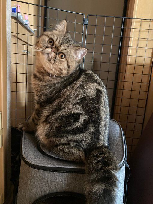 後ろを振り向くエキゾチックショートヘア