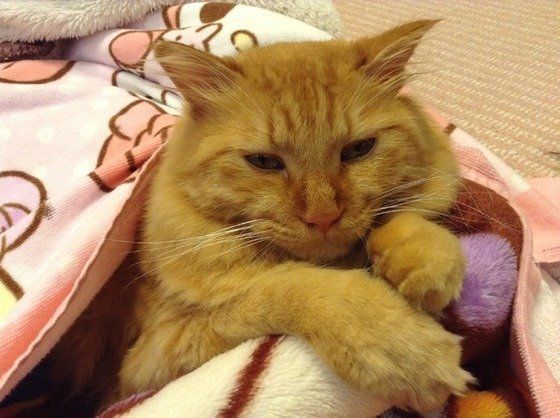 見つめるマンチカン