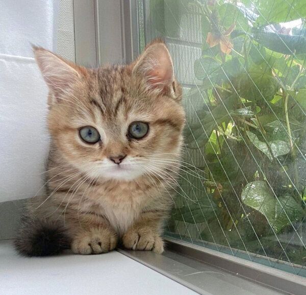 窓際でくつろぐにぼしちゃん