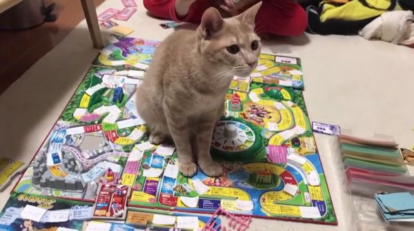 かまってほしい猫