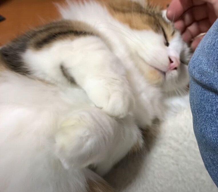 寝る猫