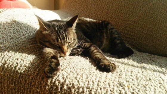 ソファでひなたぼっこする猫