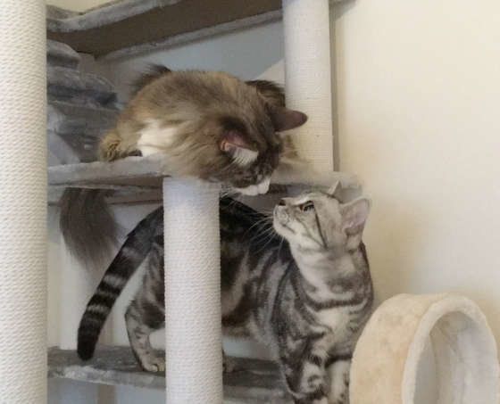 鼻チューをする姫ちゃんたち