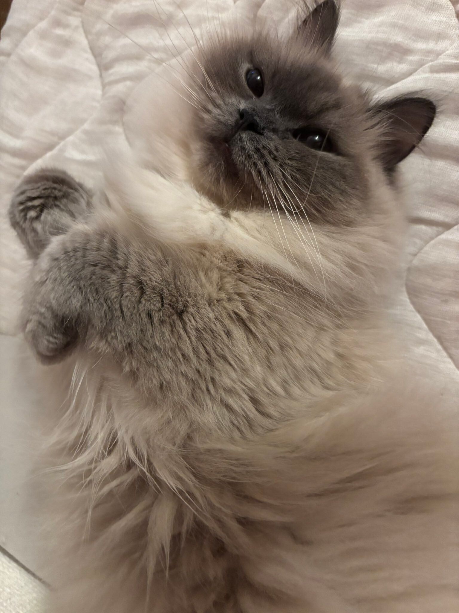 2才のヒマラヤン