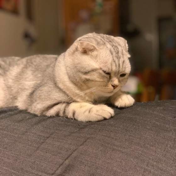 眠そうにしているスコティッシュフォールドのうに