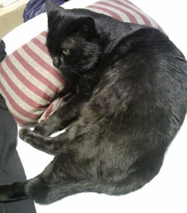 推定1才ごろのにゃんきちくん。