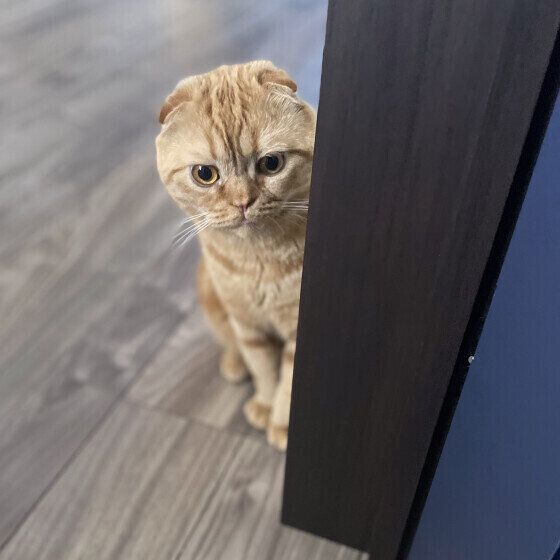 見送りをするスコティッシュフォールド