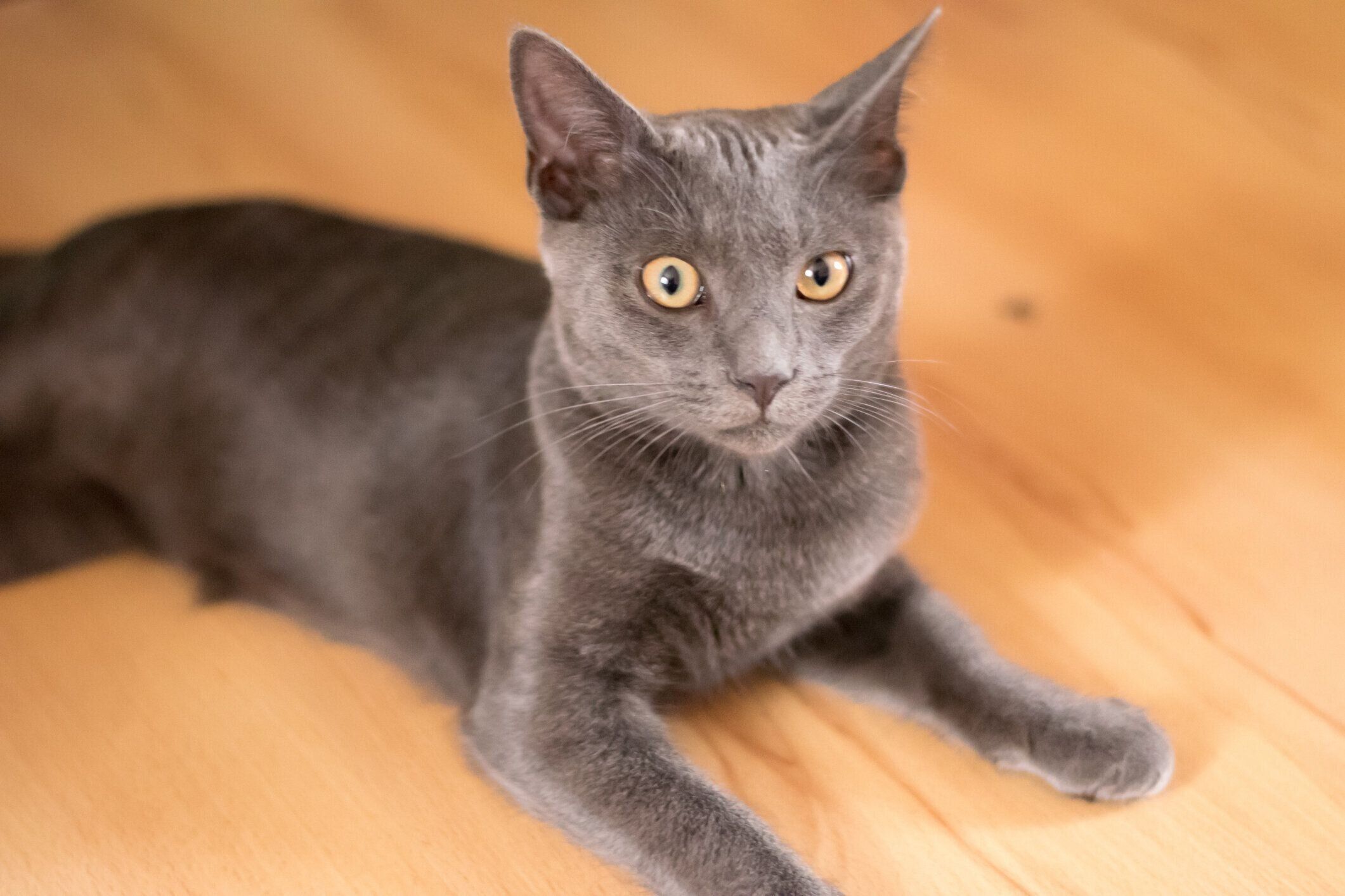 コラットの特徴と飼い方 可愛い画像いっぱい｜ねこのきもち 猫図鑑｜ねこのきもちWEB MAGAZINE