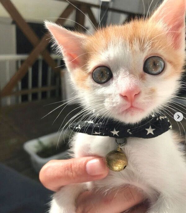 見つめるSUNちゃん