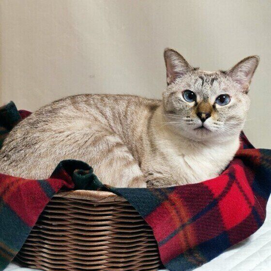 そのほかの猫種クーちゃん