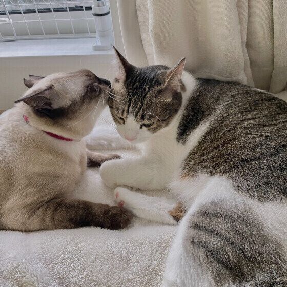 シャムの小春ちゃんたち