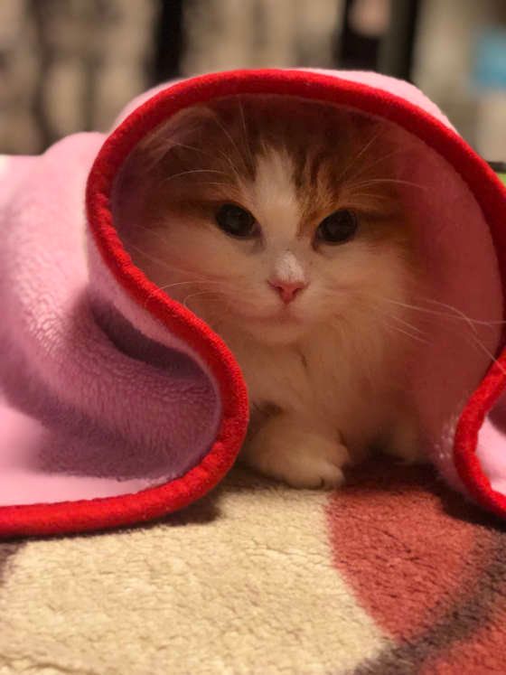 毛布にくるまるMIX