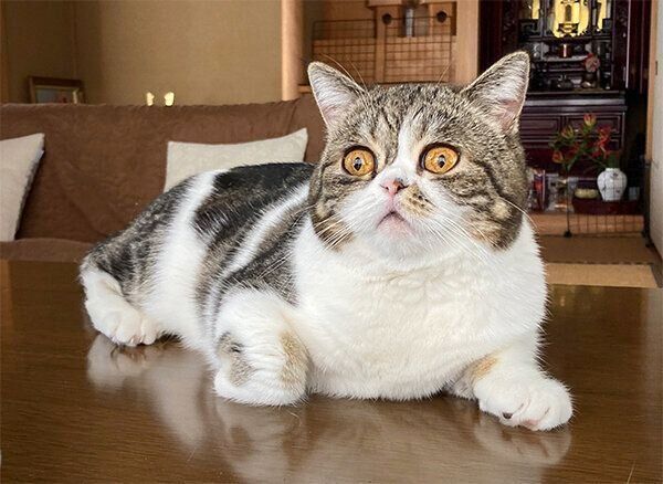 くつろぐこねまるちゃん