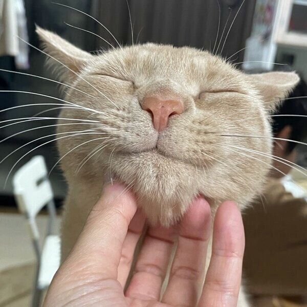 あごの下をなでてもらうダニエルくん