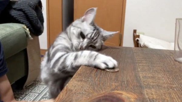 コインで遊ぶアメリカンショートヘア