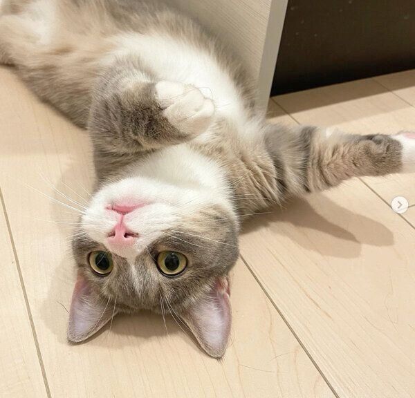 寝転がるしらすくん