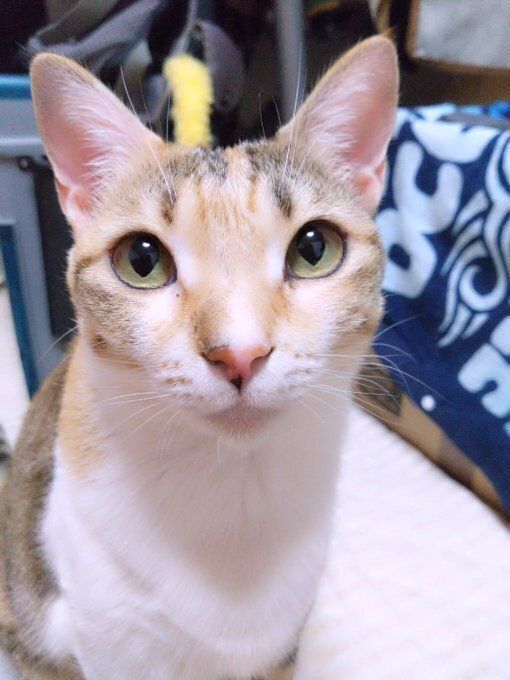 飼い主を見つめる猫