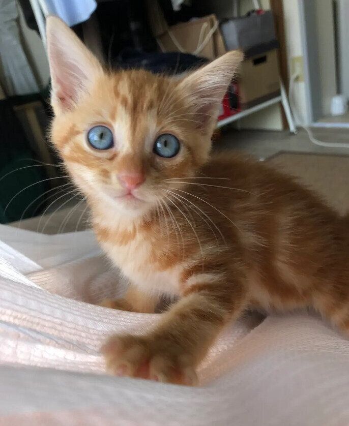 生後1～2カ月の子猫