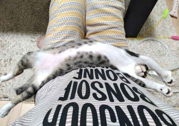 伸びる蘭丸くん